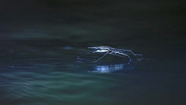 恒财网 科学家打造仿昆虫机器人，能在水面漂浮、划行与漫步